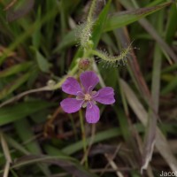 Drosera indica L.